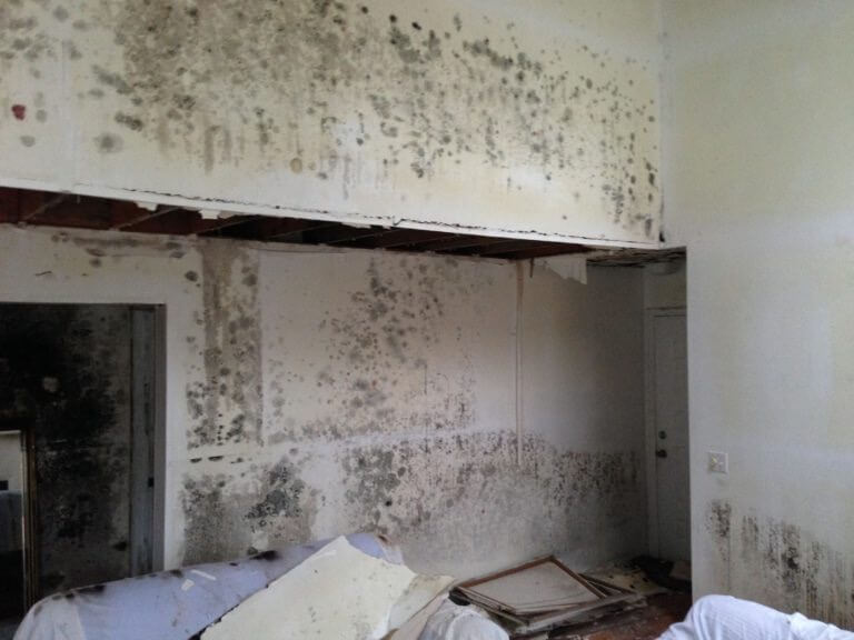 image of mold on walls