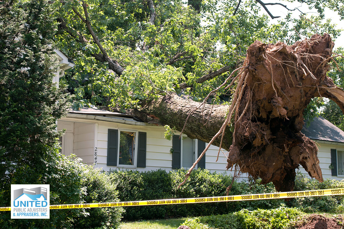 Large landed on top off roof of house