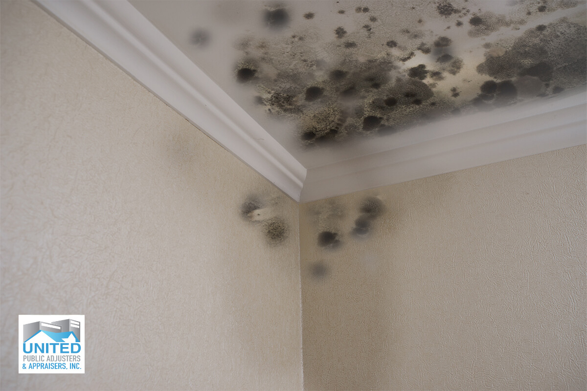 Mold Damage in corner of wall